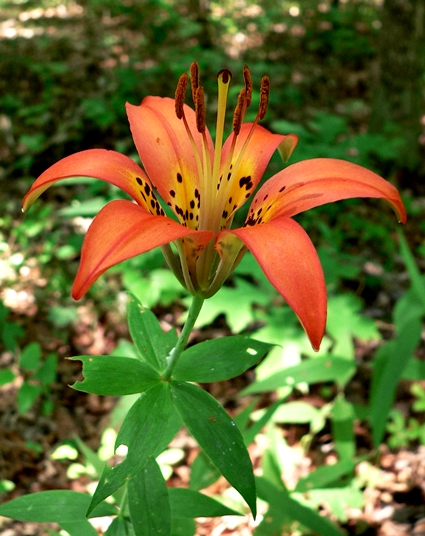 {Lilium philadelphicum}